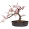 15&#x22; Potted Cherry Blossom Bonsai Silk Tree